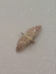 Pilocrocis ramentalis