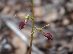 Cryptostylis ovata
