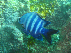 Abudefduf