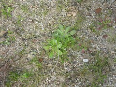 Hypochaeris glabra