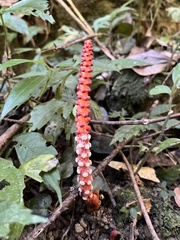 Balanophora laxiflora