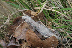 Podarcis muralis