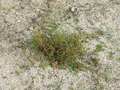 Ortegia hispanica