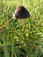 Panaeolus acuminatus