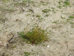 Ortegia hispanica