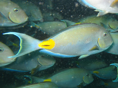 Acanthurus monroviae