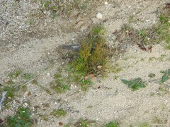 Ortegia hispanica