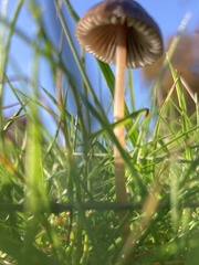 Panaeolus acuminatus