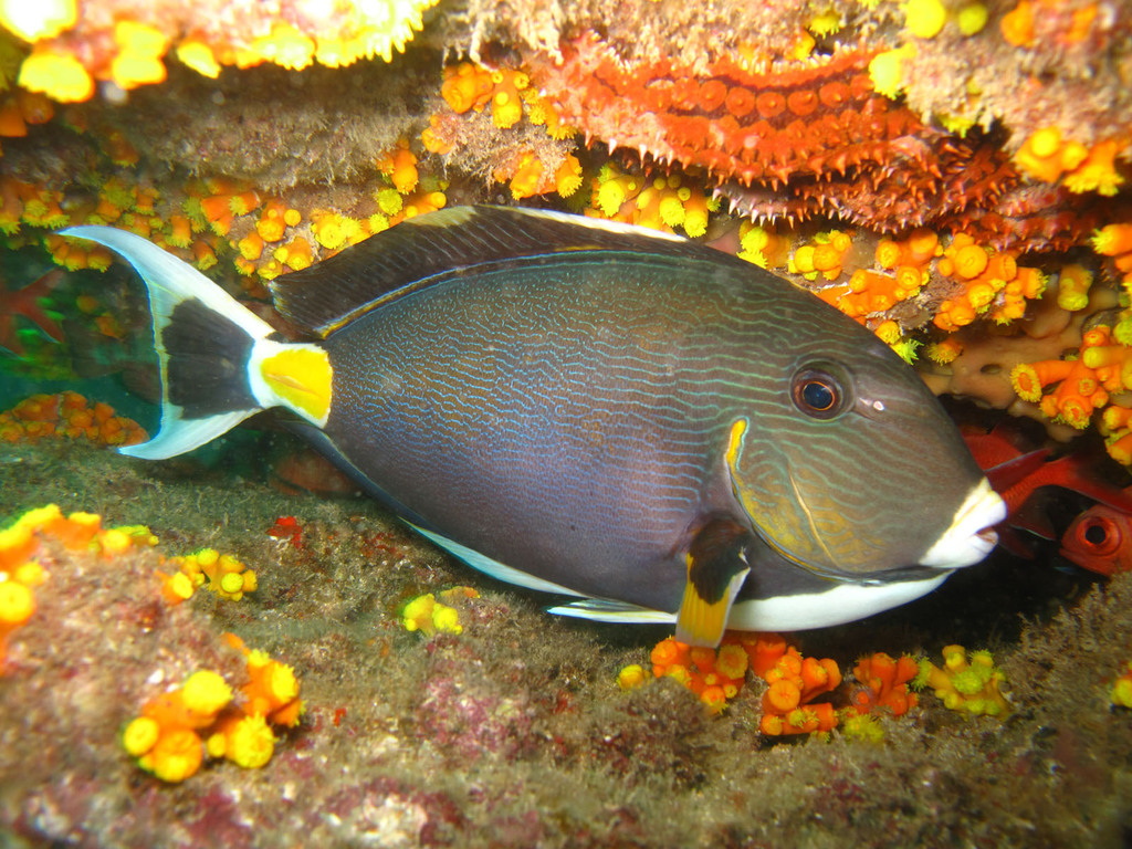 Monrovia doctorfish (Acanthurus monroviae) — Acanthuridae