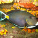 Monrovia Doctorfish - Photo (c) Sylvain Le Bris, some rights reserved (CC BY-NC), uploaded by Sylvain Le Bris