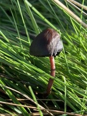 Panaeolus acuminatus