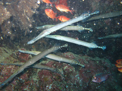 Aulostomus strigosus