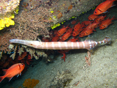 Aulostomus strigosus