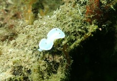 Glossodoris angasi