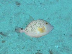 Balistes punctatus