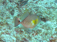 Balistes punctatus