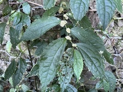 Elatostema cyrtandrifolium