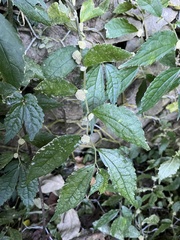 Elatostema cyrtandrifolium