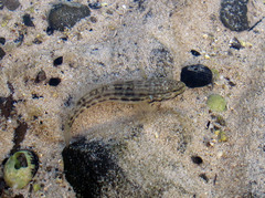 Bathygobius casamancus
