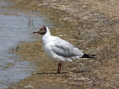 Chroicocephalus brunnicephalus
