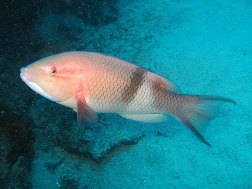 Blackbar hogfish (Bodianus speciosus) — Labridae