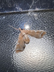 Leucinodes cordalis
