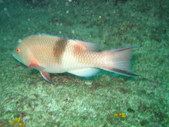 Bodianus speciosus