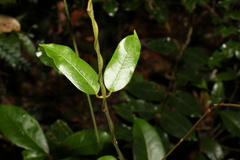 Leichhardtia flavescens