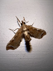 Leucinodes cordalis