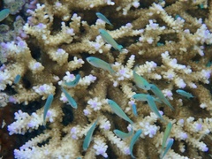 Chromis viridis
