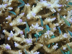 Chromis viridis