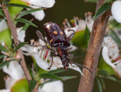 Mecynodera coxalgica