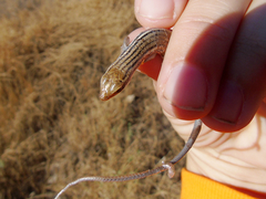 Heremites septemtaeniatus