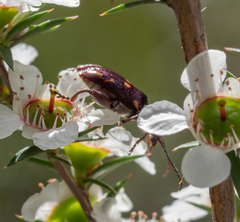 Mecynodera coxalgica