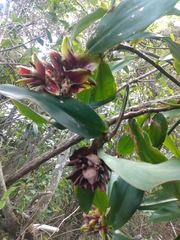 Costus arabicus