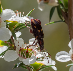 Mecynodera coxalgica