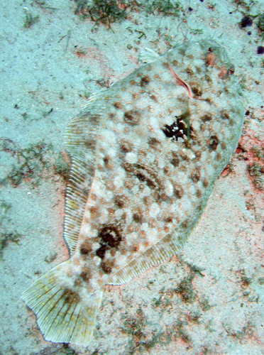 Papillose flounder (Syacium guineensis) — Paralichthyidae