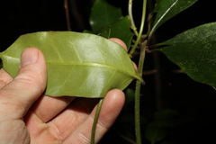 Leichhardtia flavescens