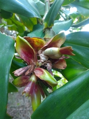 Costus arabicus