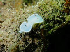 Glossodoris angasi