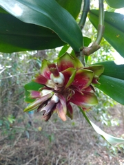 Costus arabicus