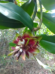 Costus arabicus