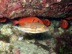 Canthigaster capistrata