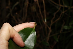 Leichhardtia flavescens