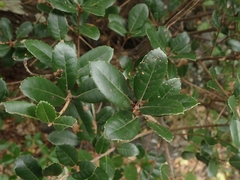 Quercus phillyreoides