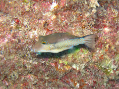Canthigaster supramacula