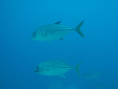 Caranx latus