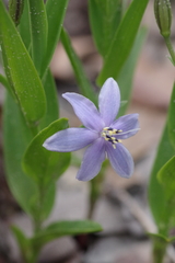 Walleria mackenziei