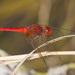 Crocothemis servilia servilia - Photo (c) Greg Lasley, some rights reserved (CC BY-NC), uploaded by Greg Lasley