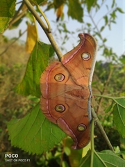 Antheraea paphia